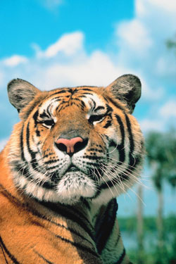 Aaron Court Motor Inn, Hamilton - Family Fun, Hamilton Zoo